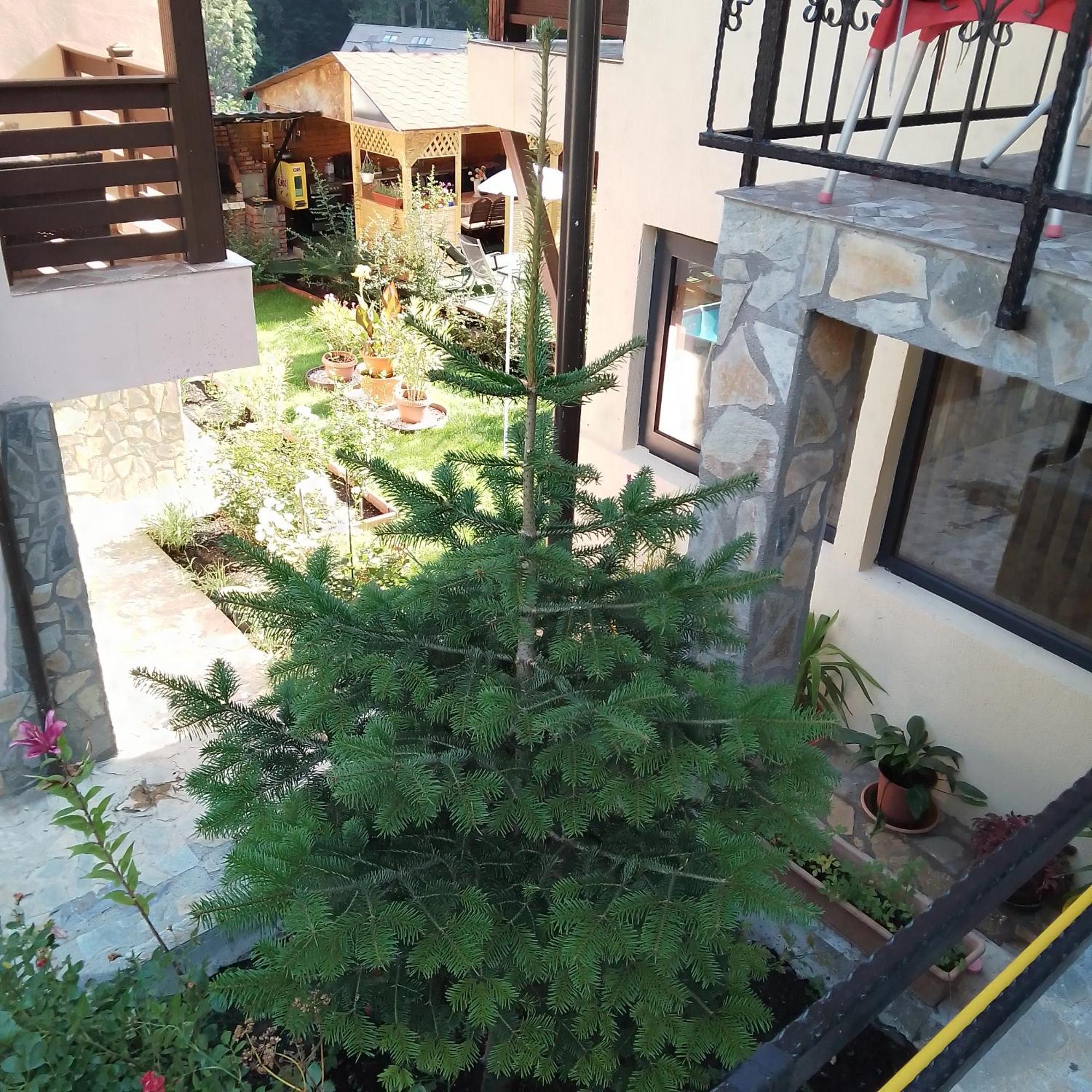 Casa Nicolas Buşteni Εξωτερικό φωτογραφία